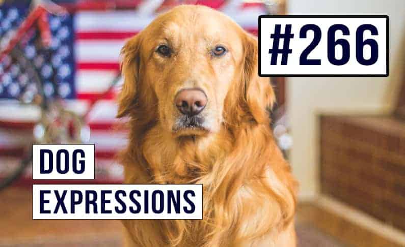 #266 Dogs Expressions in English