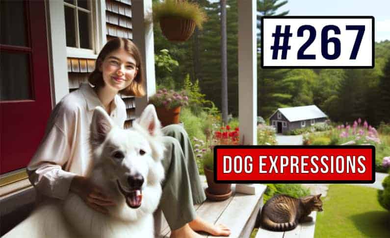 #267 Dog idioms in English part2